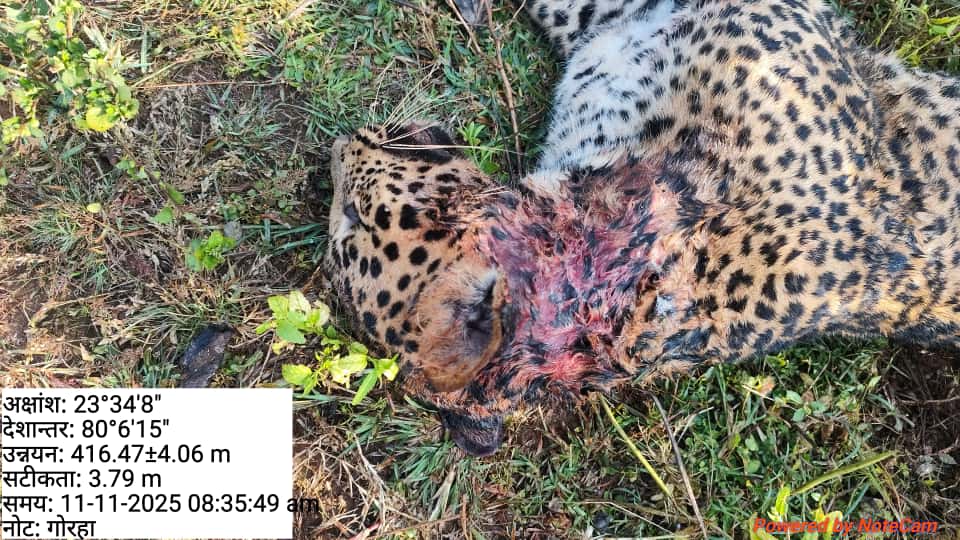 1762861159 WhatsApp Image 2025 11 11 at 4.41.19 PM (2)